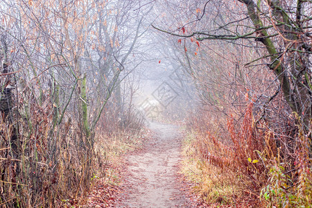 树林里秋天的雾路秋天的雾路图片