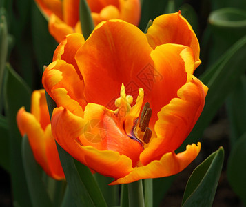 春天美丽的橙色郁金香田图片