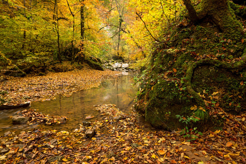 秋天的森林有溪流穿过图片