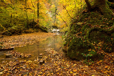 秋天的森林有溪流穿过图片