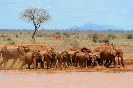 非洲公园热带草原大象非图片