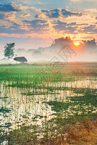 泰国清莱的田间稻田地上图片
