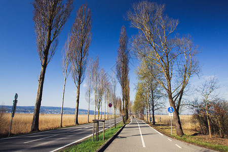 沿路的自行车道树木无叶图片