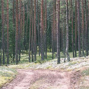 夏季乡村的简单乡间小路周围树木环绕图片