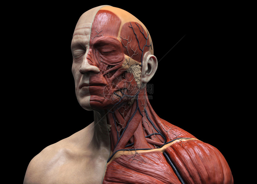 人体解剖学的头图片