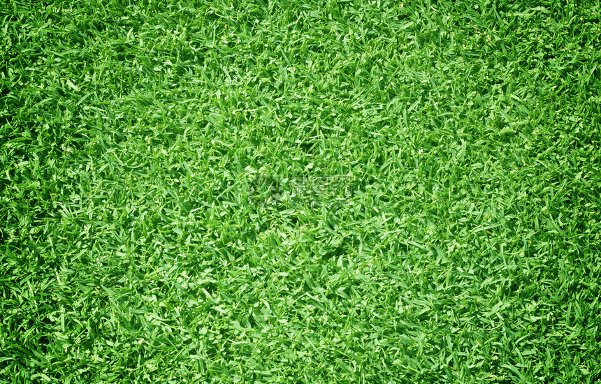 高尔夫球场绿色草坪图片