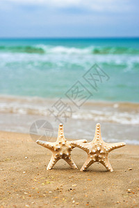 海星在海滩上的贝壳复制文图片