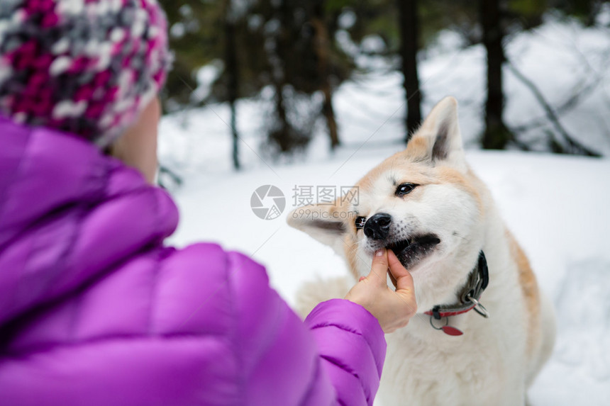 女人在森林里的冬季徒步旅行中喂狗白色冬天森林树里的女孩与秋田犬户外休闲和健康的生活方式动机和鼓舞人图片