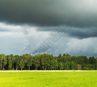下雨前有暴风云的森林图片
