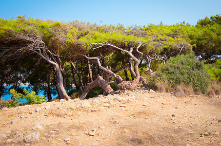 松树地中海自然图片