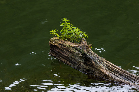 湖水中老苔藓沉没破木图片