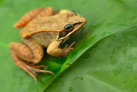 木蛙和睡莲两栖动物和绿叶图片