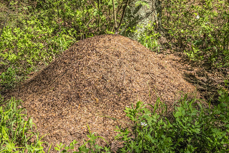 夏季森林中蚂蚁聚图片