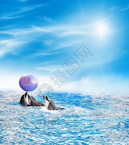 鱼海豚在蔚蓝的大海中游泳图片