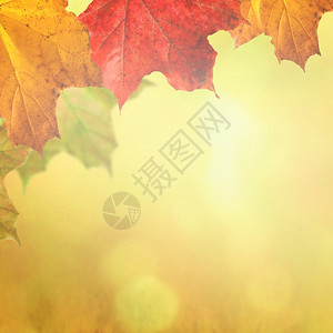 秋天自然背景阳光下落的树叶作为图片
