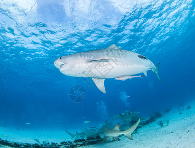 在水肺潜水期间的虎鲨图片