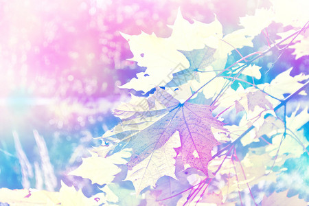 秋天风景树木多彩明图片