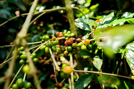 农场树上的咖啡豆图片