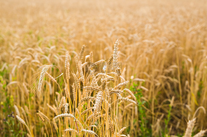 雷耶的田地黄金小麦图片