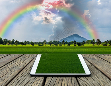 美丽自然观稻田与彩虹蒙地的图片