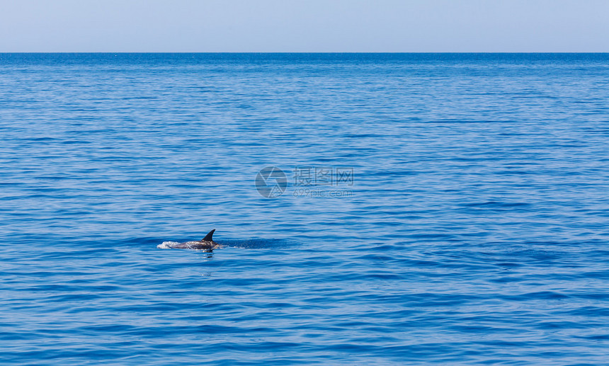 海豚鳍高于海浪图片