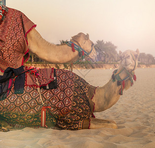 骆驼和迪拜Marina沙滩的贝图片