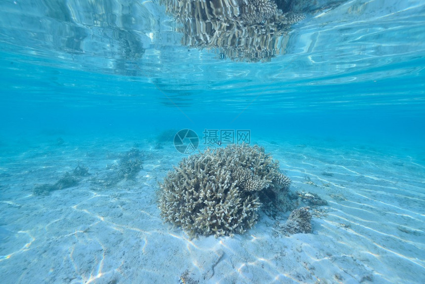 海洋或水下海洋与珊瑚礁图片