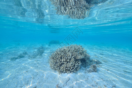 海洋或水下海洋与珊瑚礁图片