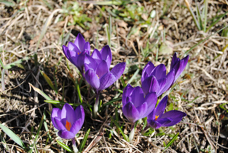 春天的报春花春天的花朵盛开的紫罗兰色番红花图片