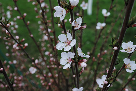 春美樱桃的春花枝是春天在一棵小树上首次盛图片
