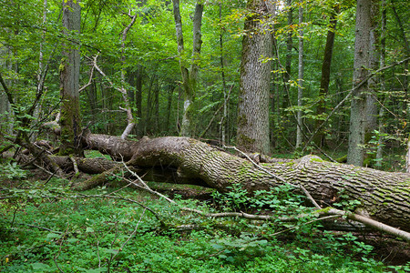 在波兰欧洲比亚洛威扎森林前方图片
