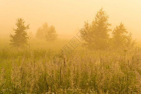 清晨乡村田野上的金色阳光图片