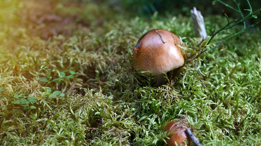 带棕色帽子的蘑菇在苔藓和蚂蚁图片