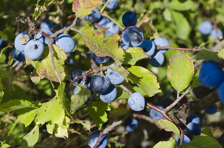 灌木上的蓝莓浆果图片