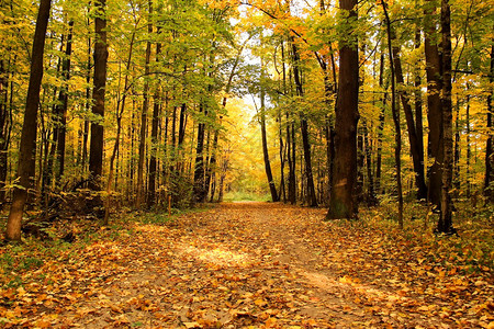 秋天的风景秋天的公园的秋天图片