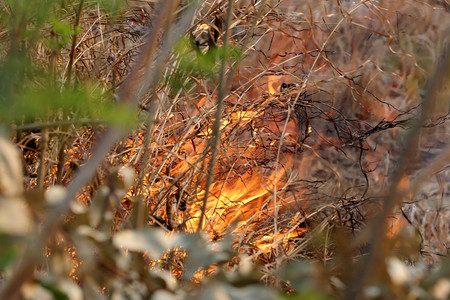 Kaen农村地区森林燃烧图片