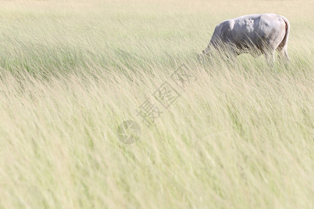 牛在草地上寻找食物和吃嫩草背景图片