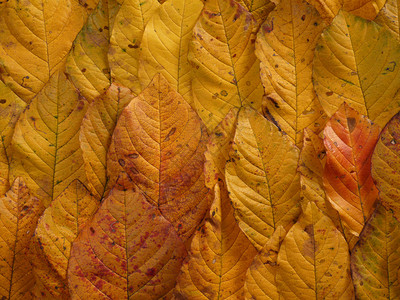 秋天的红叶背景背景图片