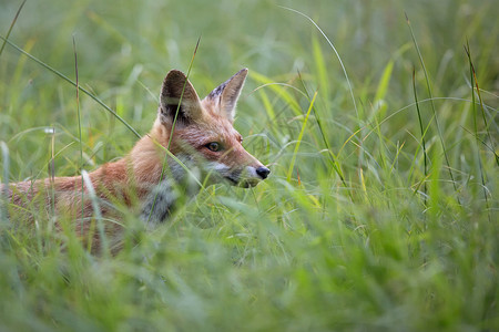 狐狸在野外隐藏在草丛中图片