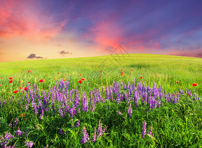 山谷中鲜花盛开的田野自然夏季景观图片