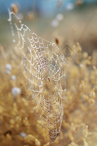 秋天背景蜘蛛网和露水蜗牛图片