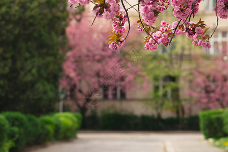 美丽的粉红色玉兰树开花图片