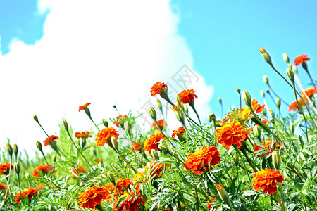 在夏日风景的背景下花朵多彩图片