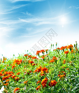在夏日风景的背景下花朵多彩图片