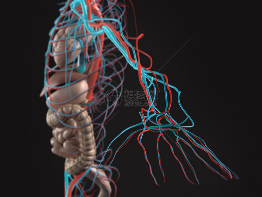 人类对腹部器官动脉手臂和手的解剖侧面视图片