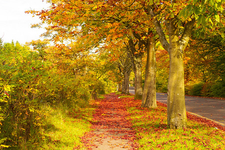 秋天的风景与树木图片