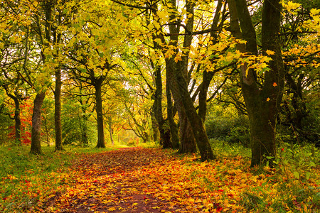 秋天的风景与树木图片