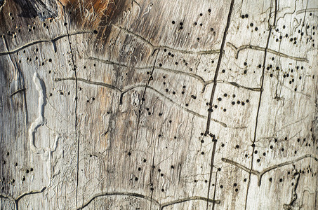 一棵老树的干枯萎了木材纹理点和裂痕图片