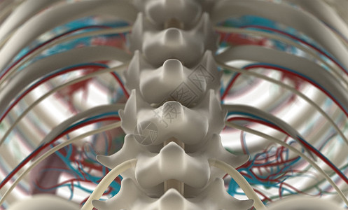 人类解剖学对脊椎和脊椎的独特视角图片
