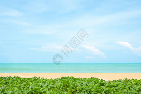 美丽的海滩和热带海洋Ipo图片